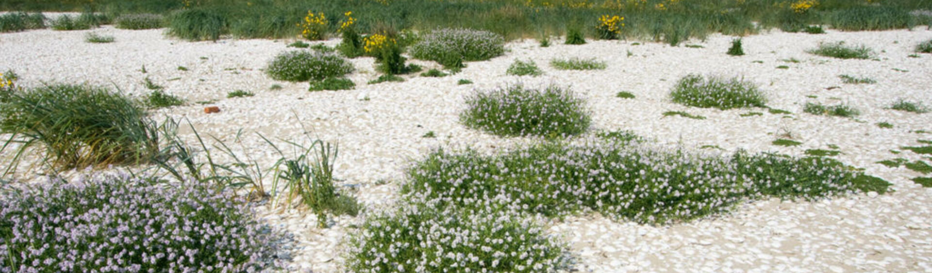 Low dune with green pioneer plants scattered across sandy surface covered with mussel shells. 