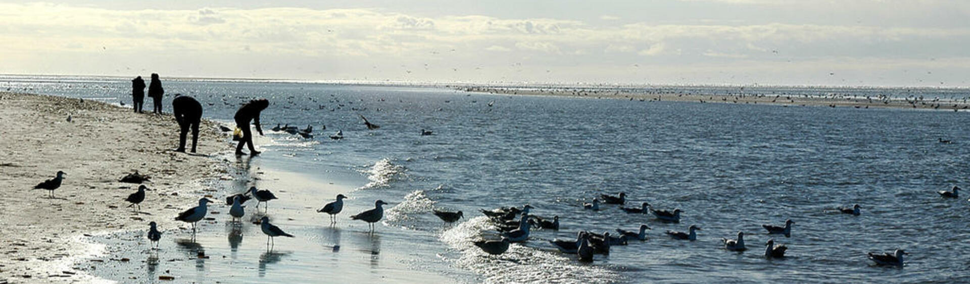 A group of people on the beachy shoreline with different birds around them.