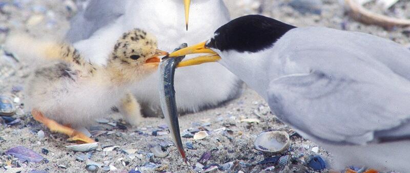 Adult tern feeds small fish to chick tern. © Jan van de Kam.