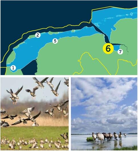 Compilation of a map of the Dutch Wadden Sea and two pictures: Flock of geese sitting and lifting up on green meadow.