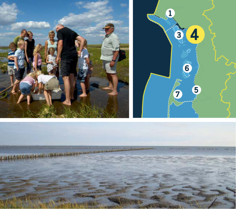 Compilation of a map of the Danish Wadden Sea and two pictures: mudflat tour in tidal creek of salt marsh, exposed mudflats.