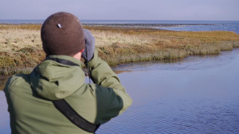Bird monitoring. CWSS/ Bostelmann.