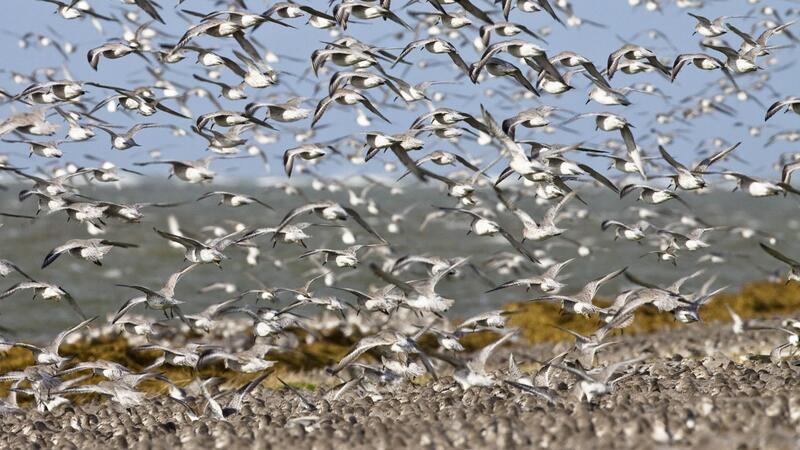 Flock of birds. Martin Stock/LKN.SH.