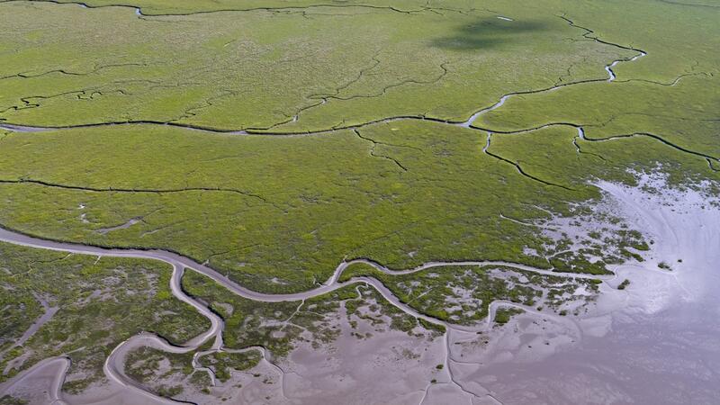 Salt marsh in the Wadden Sea. Martin Stock.