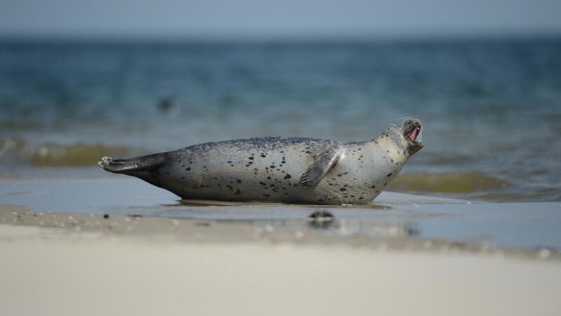 Harbour seal resting on shore. Casper Tybjerg, TTF, Fisheries and Maritime Museum Esbjerg.