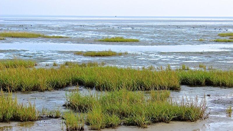 Patches of salt marsh and mudflat. © Kerstin Herrmann via Pixabay.